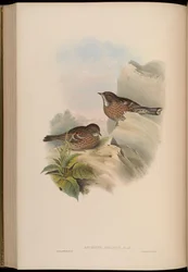 Accentor altaicus = Prunella himalayana